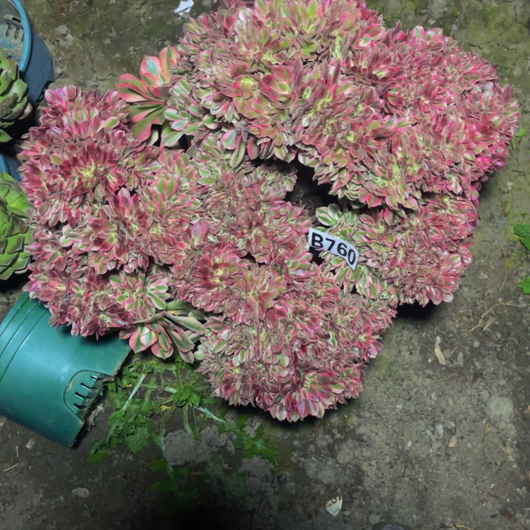 女巫法师16////45包邮偏远除外