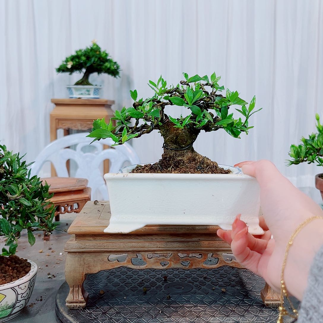 H**i矮霸清誉栀子花