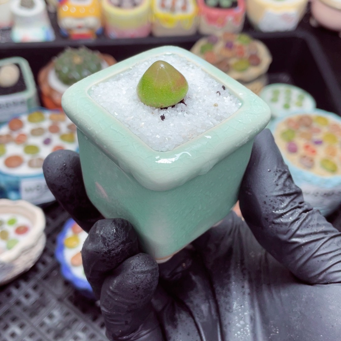 w8907--零下地区拍保温箱，-15度支持寄养