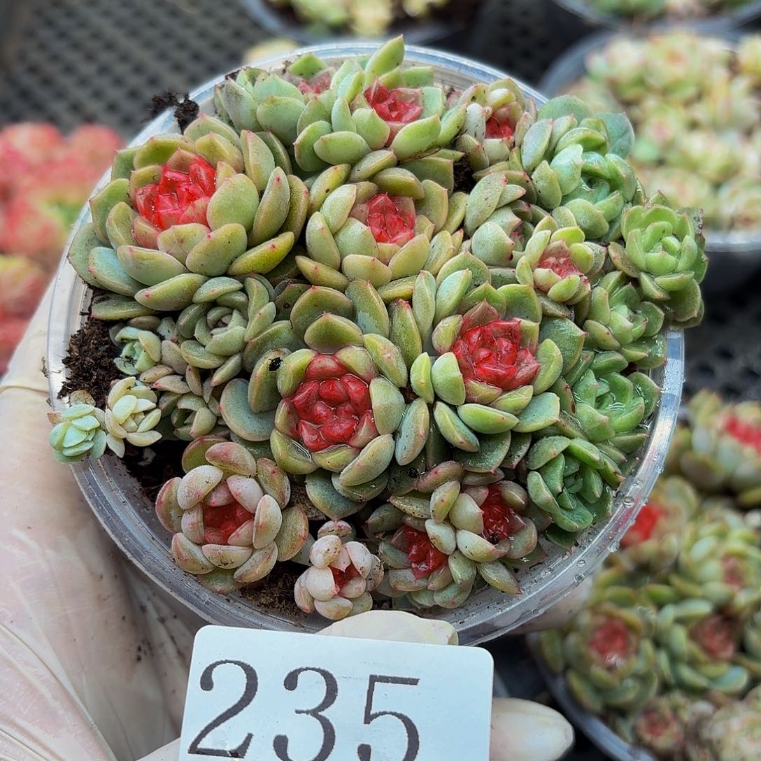 多肉植物多肉植物235