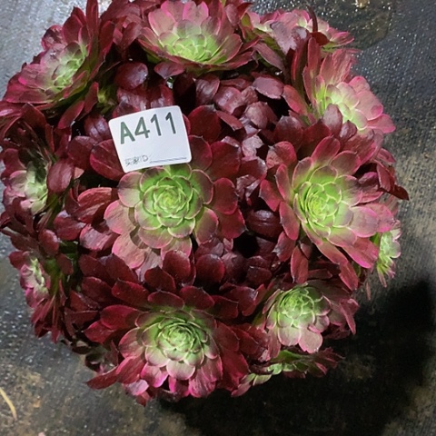 紫胭脂411脱土发货