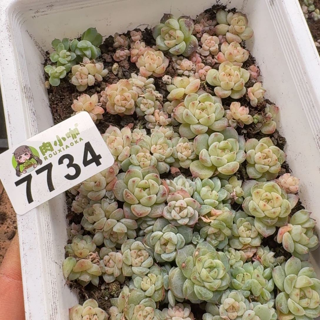 吉***宝多肉植物多肉植物