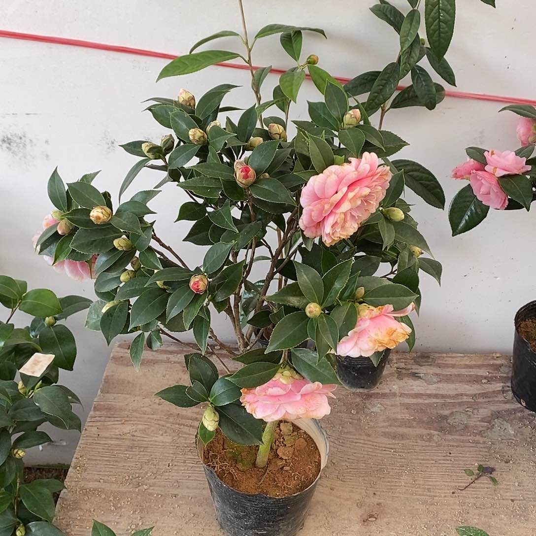 完全开放白五茶花