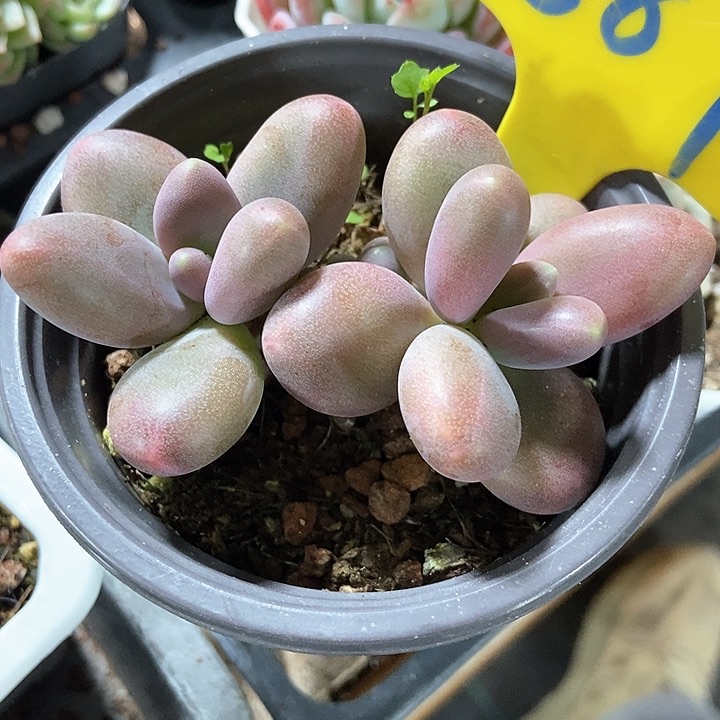 多肉植物糖果887