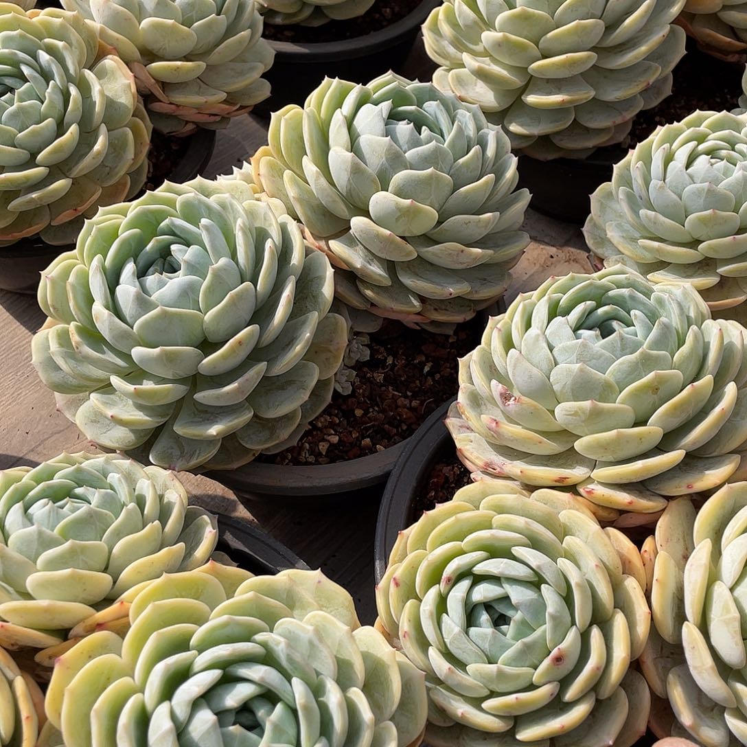 劳林多肉精控群生20厘米可挑