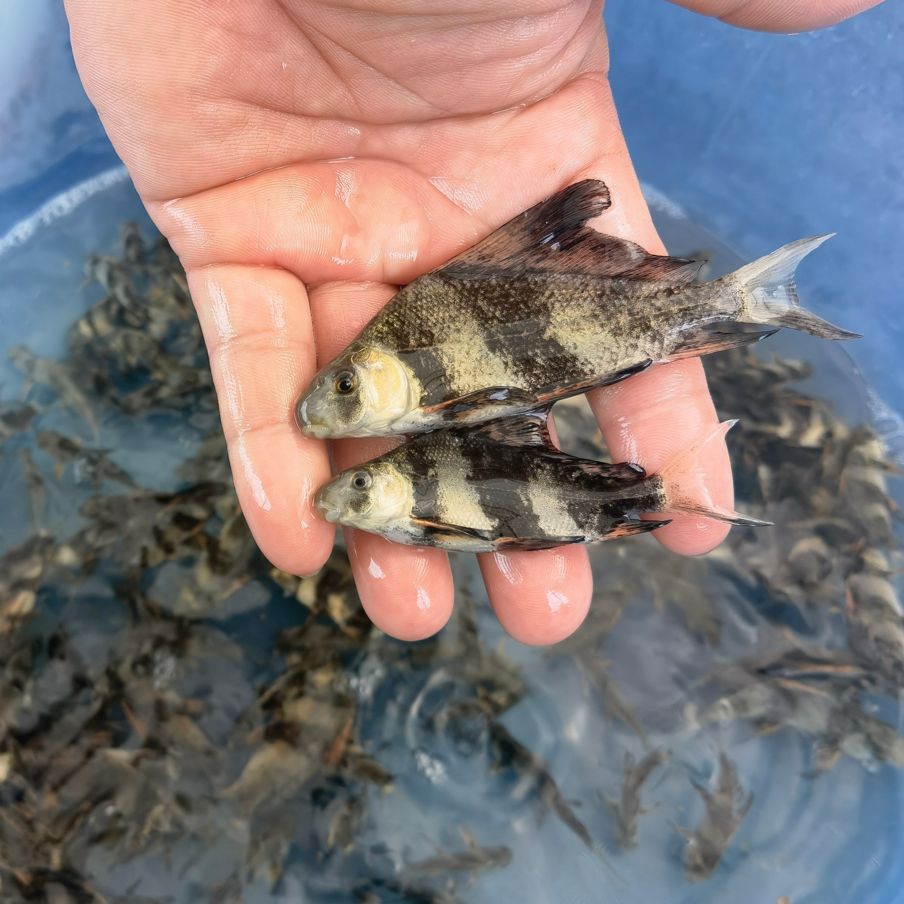  一帆风顺鱼 美人鱼 淡水冷水观赏鱼活体美人鱼好养清洁工具鱼