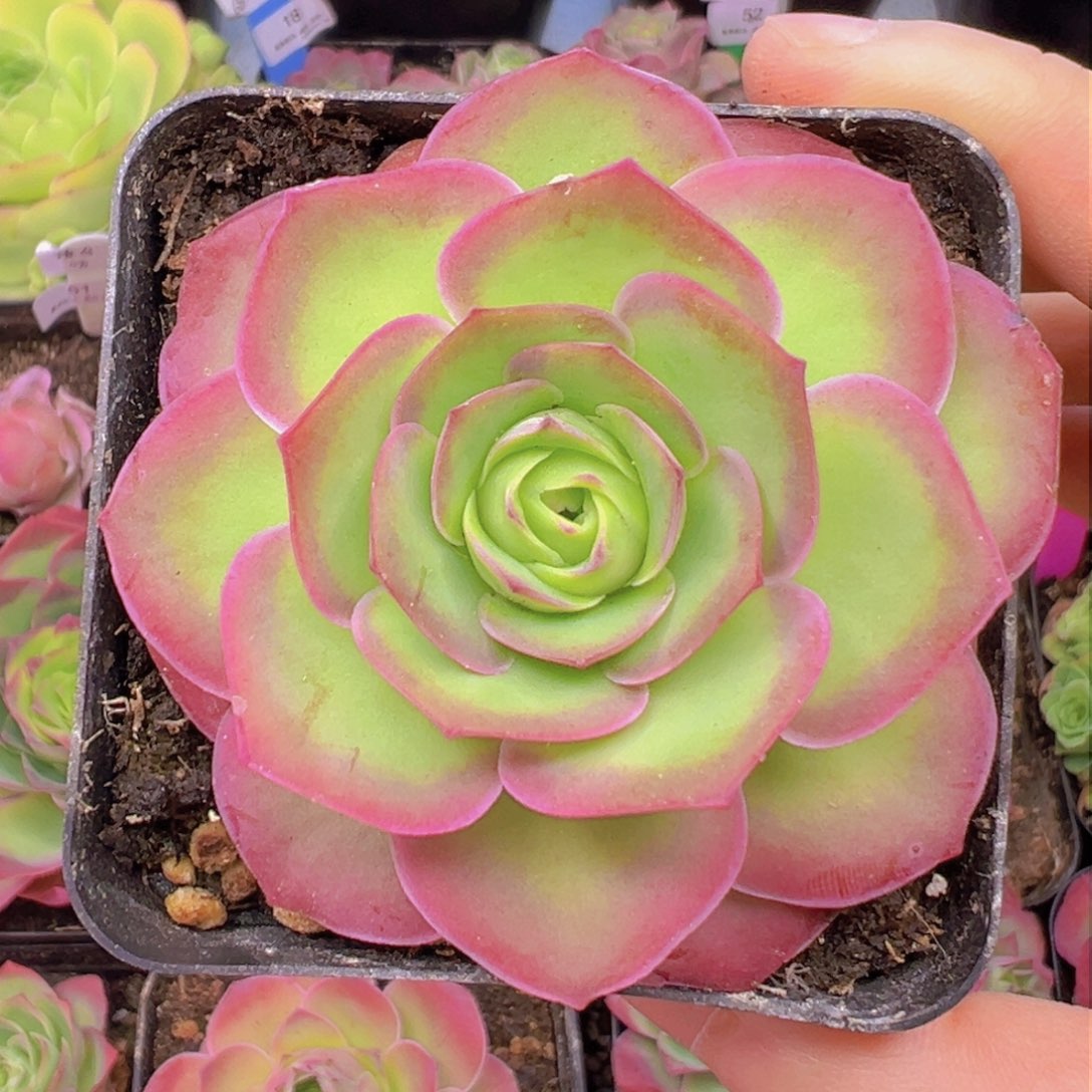 91号魅影小号—山地玫瑰