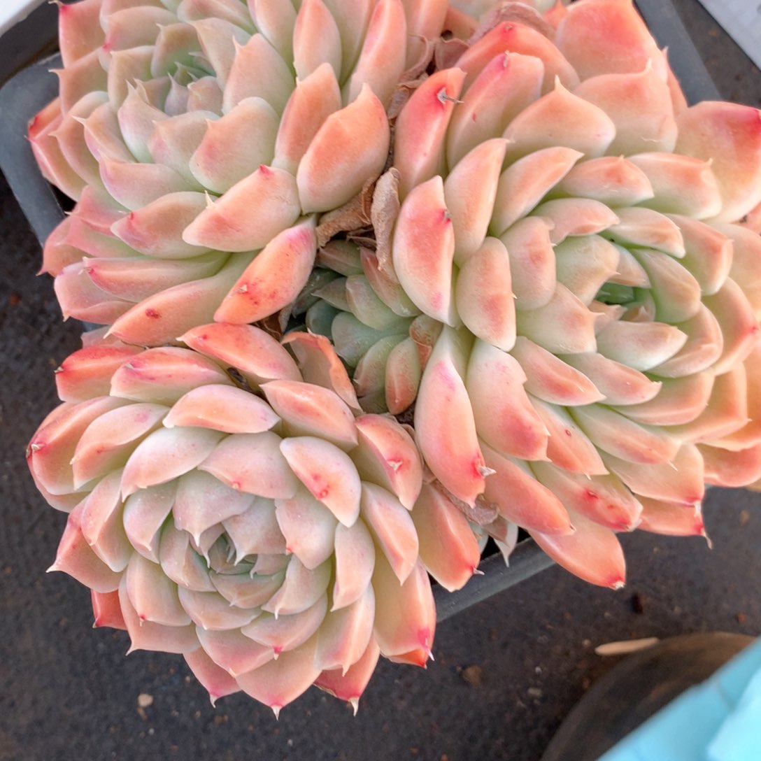 6991不包整散掉头不售后