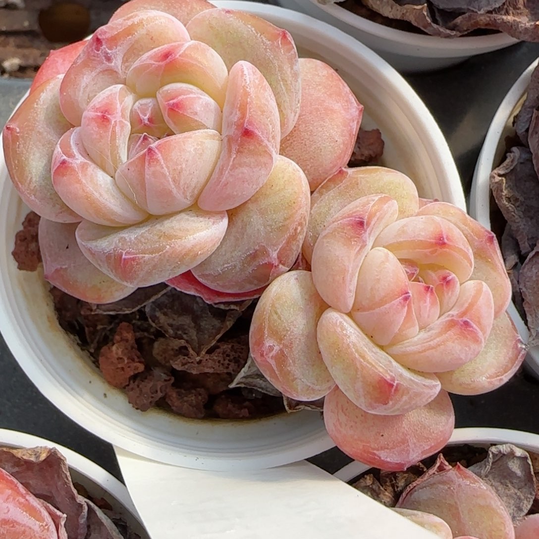 花语逸境0222-434