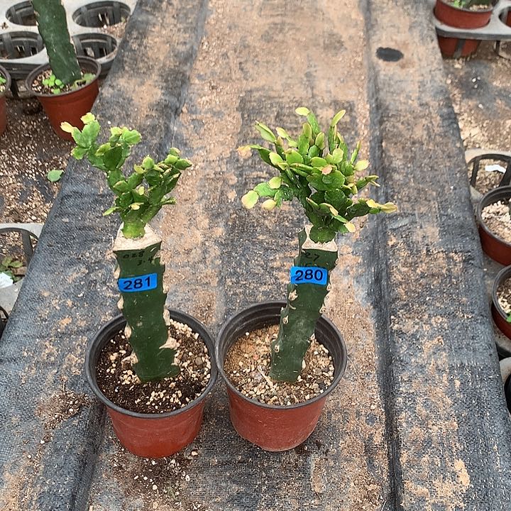280+281嫁接蟹爪兰：027+028