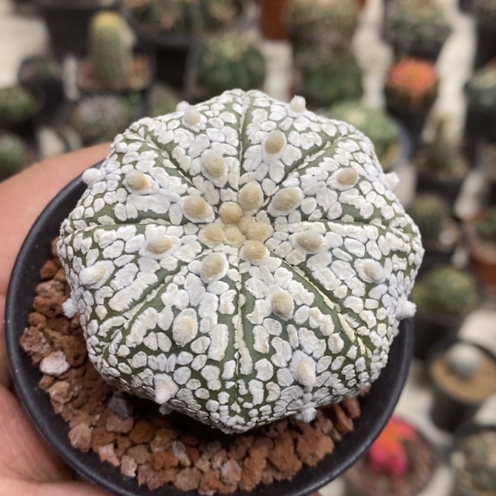 实生浓白兜特价福利