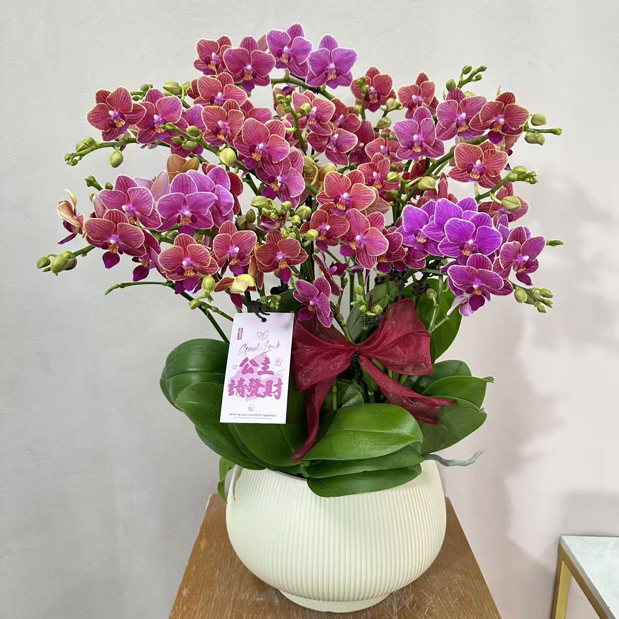 蝴蝶兰《金边玲珑》蜡质花  耐开好养 轻奢高级 室内花花 