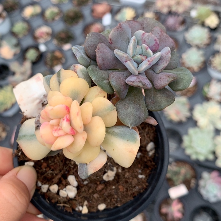 无花朵血精灵老庄