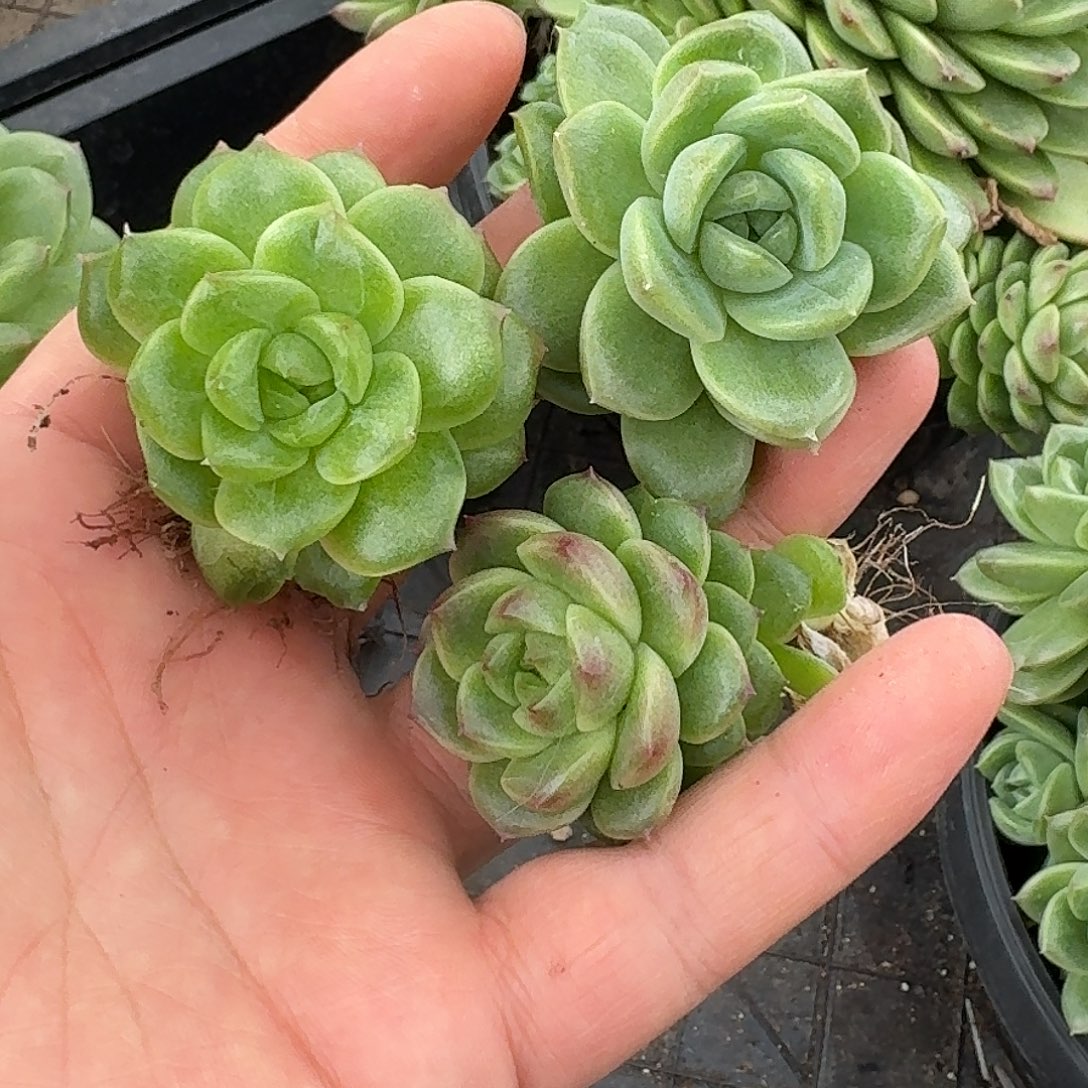 如图麦秆侧芽随机三个不同个体大小混