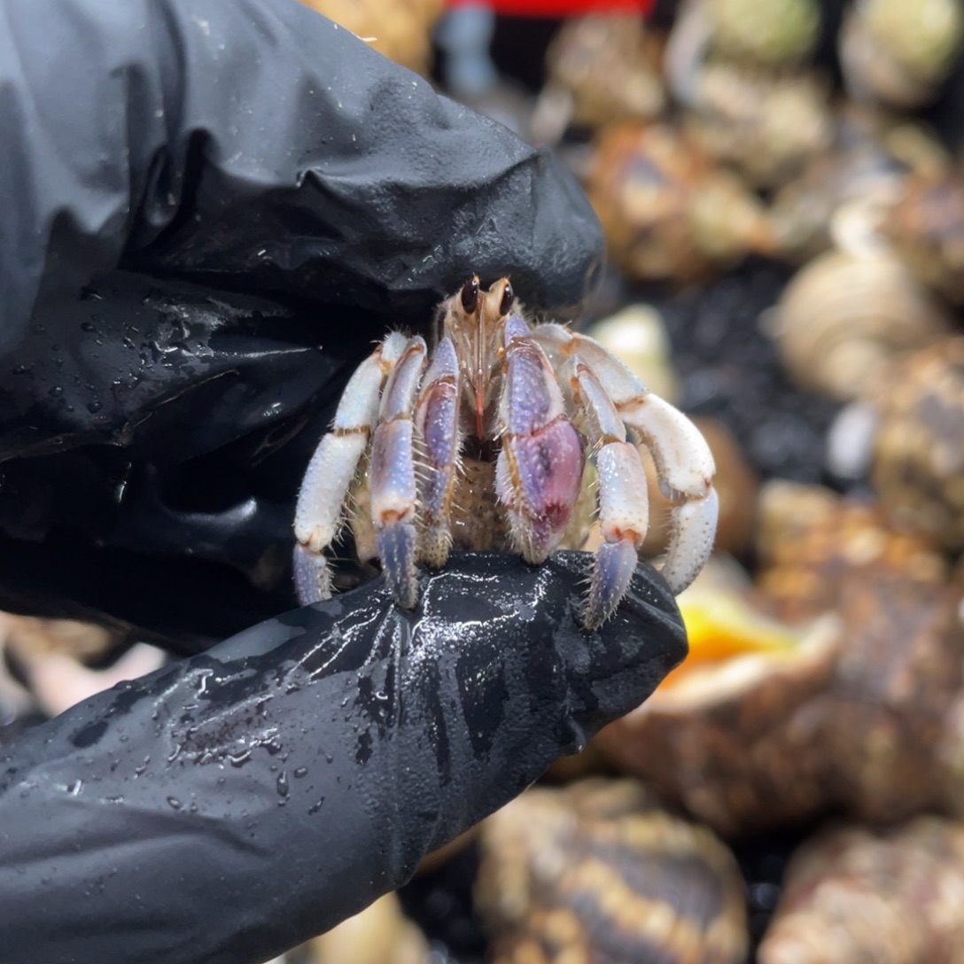 不退不换谢谢支持3