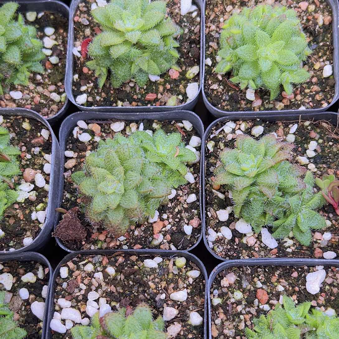 毛海星19包邮多肉植物