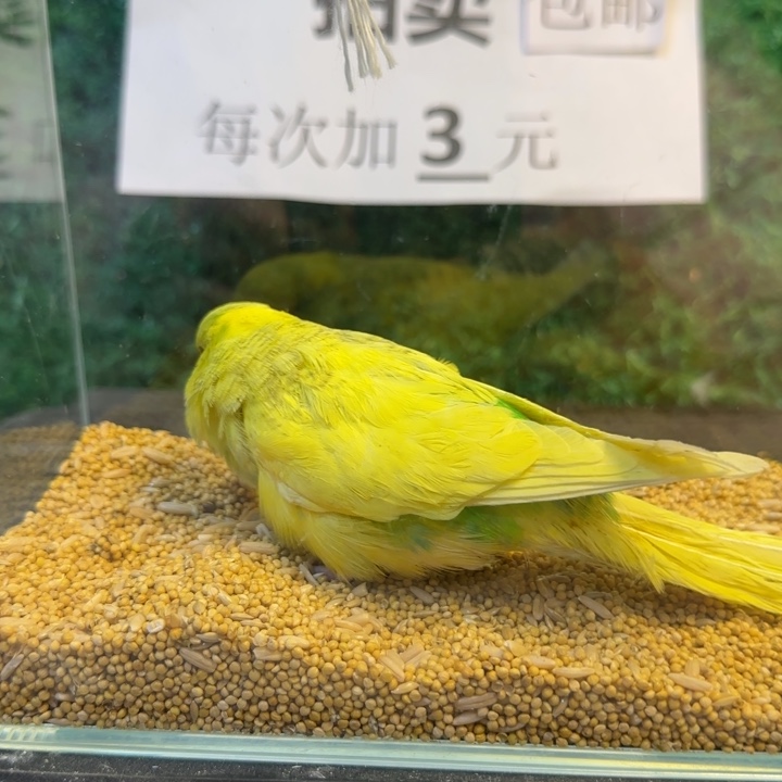 虎皮鹦鹉大头虎皮鹦鹉