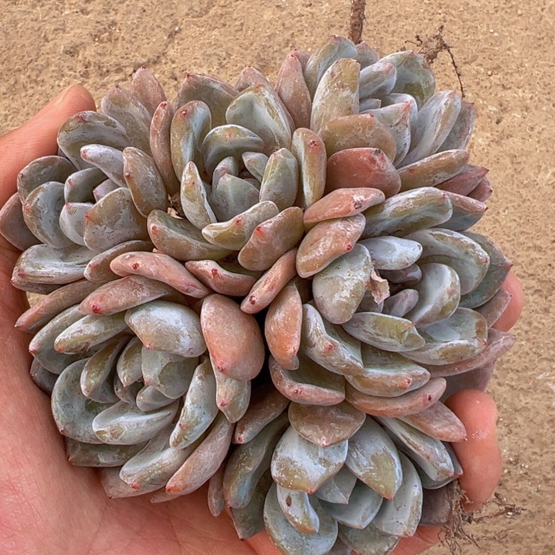 新年快乐 新年快乐