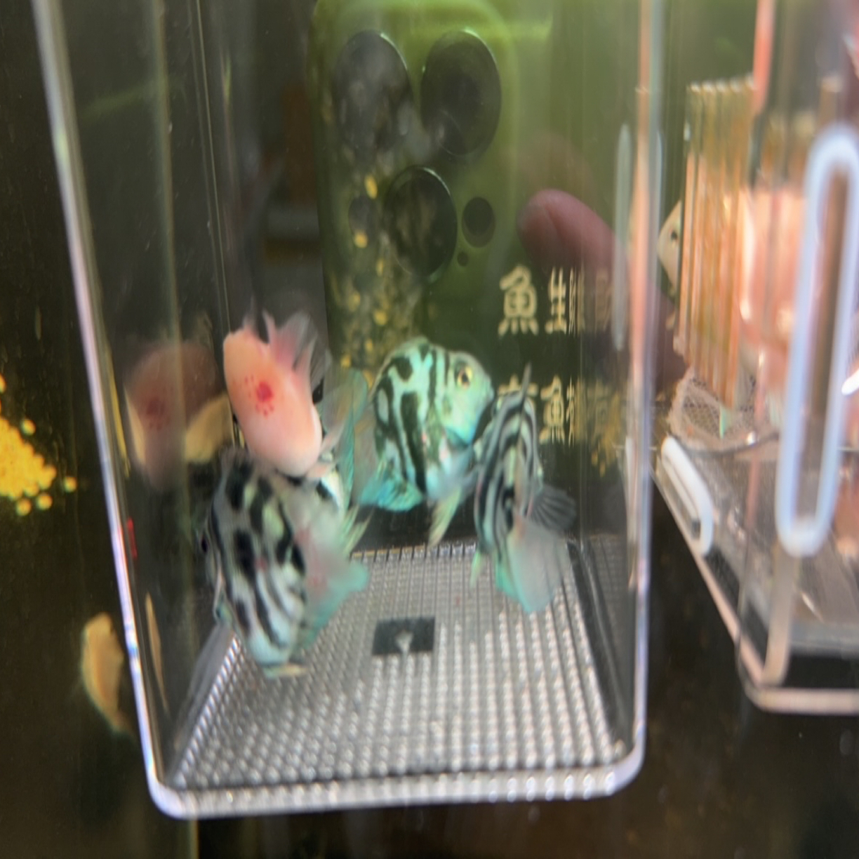 迷你鹦鹉鱼 宝蓝四条