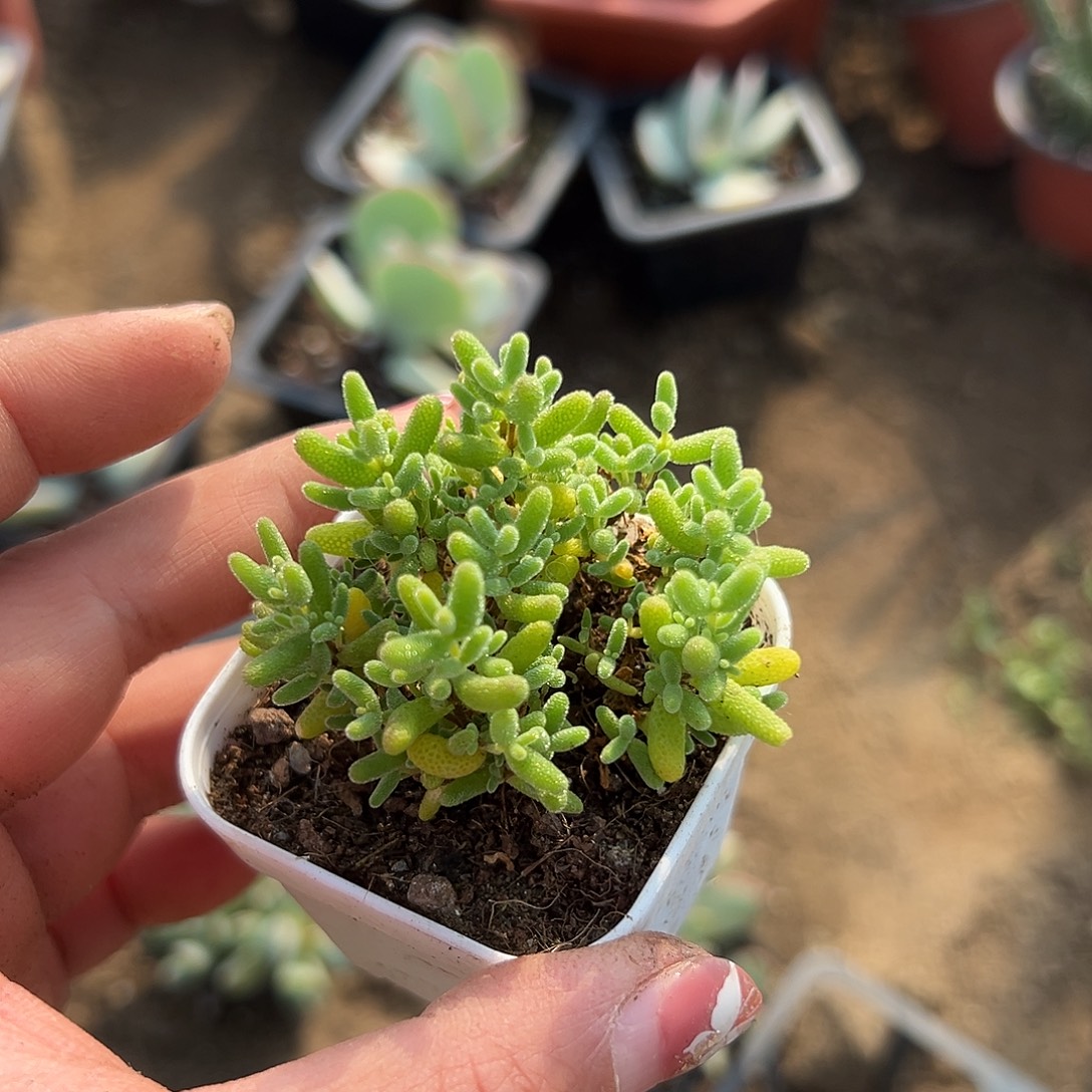 多肉植物蜜桔糖球