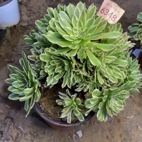 碧浪多肉植物6348
