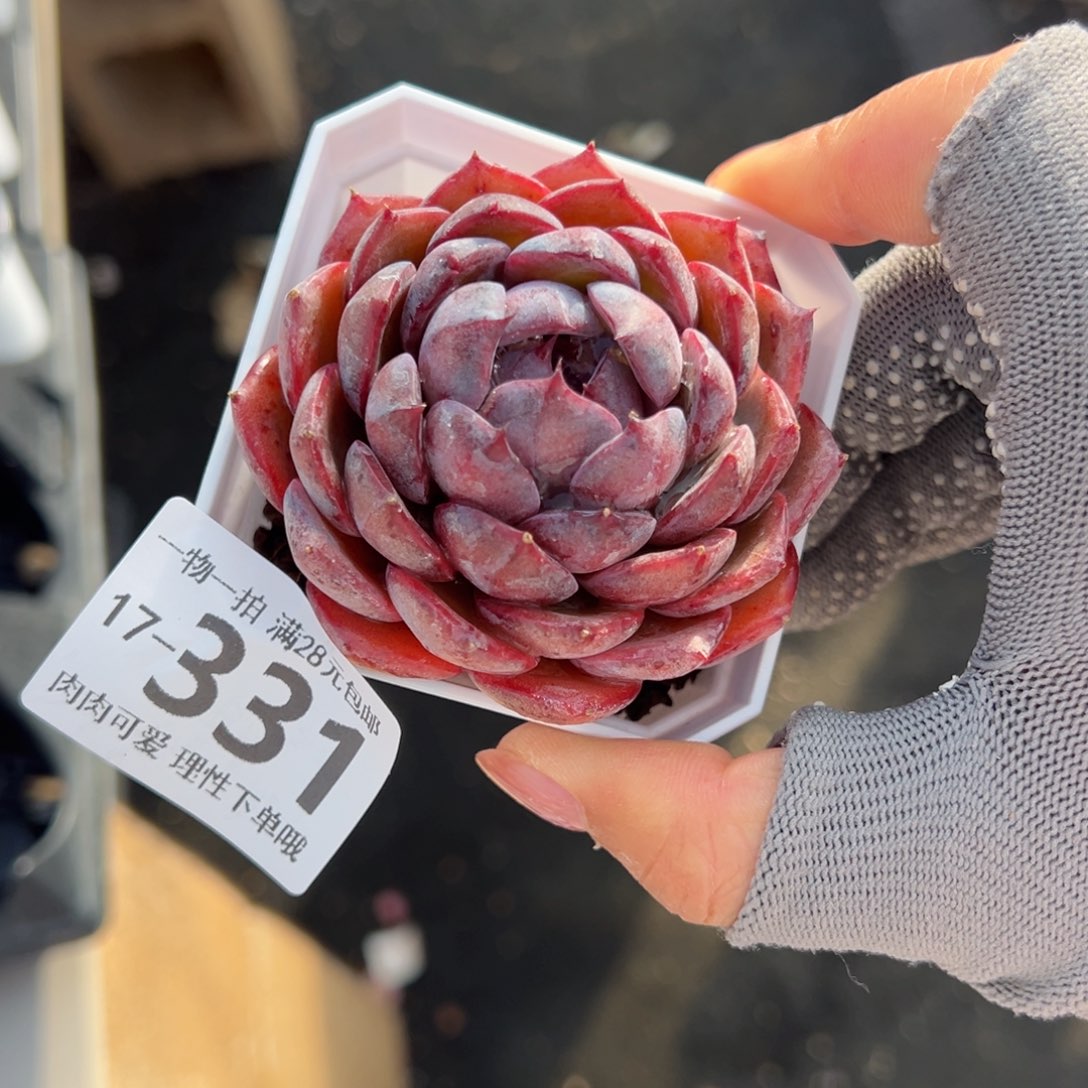 蓝莓多肉多肉多肉