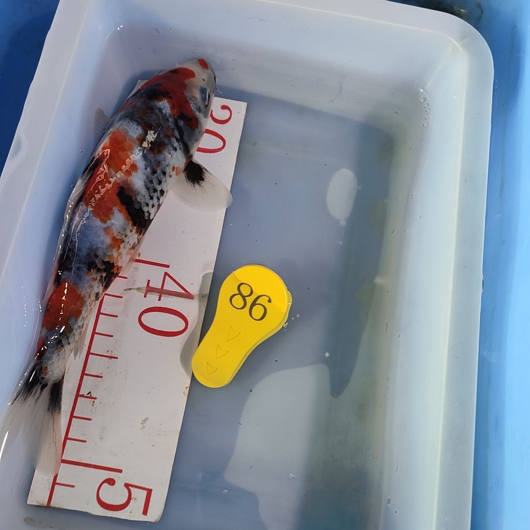 海水鱼红白大正昭和菲血白写