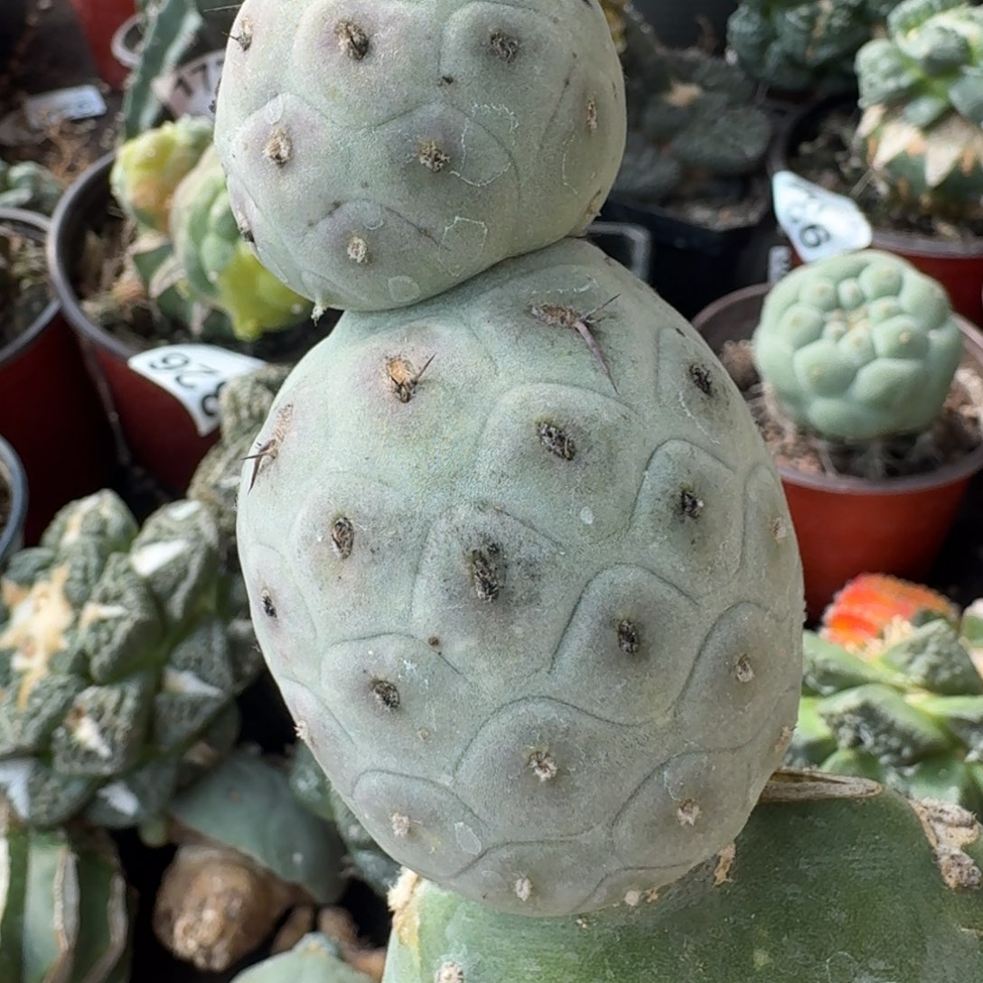 【闪购商品】大型欧系白皮洞洞习