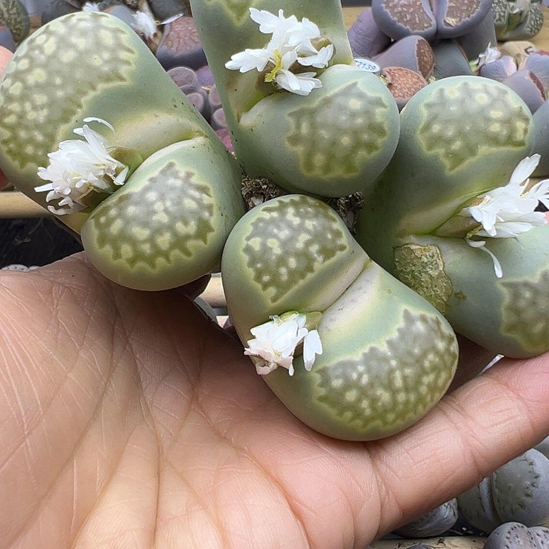 阿**离2177 生石花福利清货