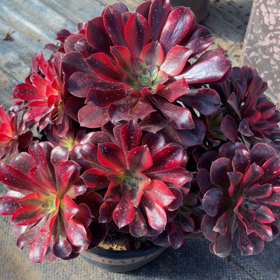 435美杜莎精品法师老桩