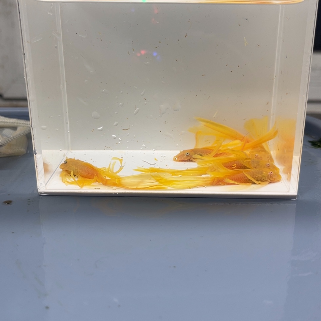 清道夫鱼大号帆5条开箱视频