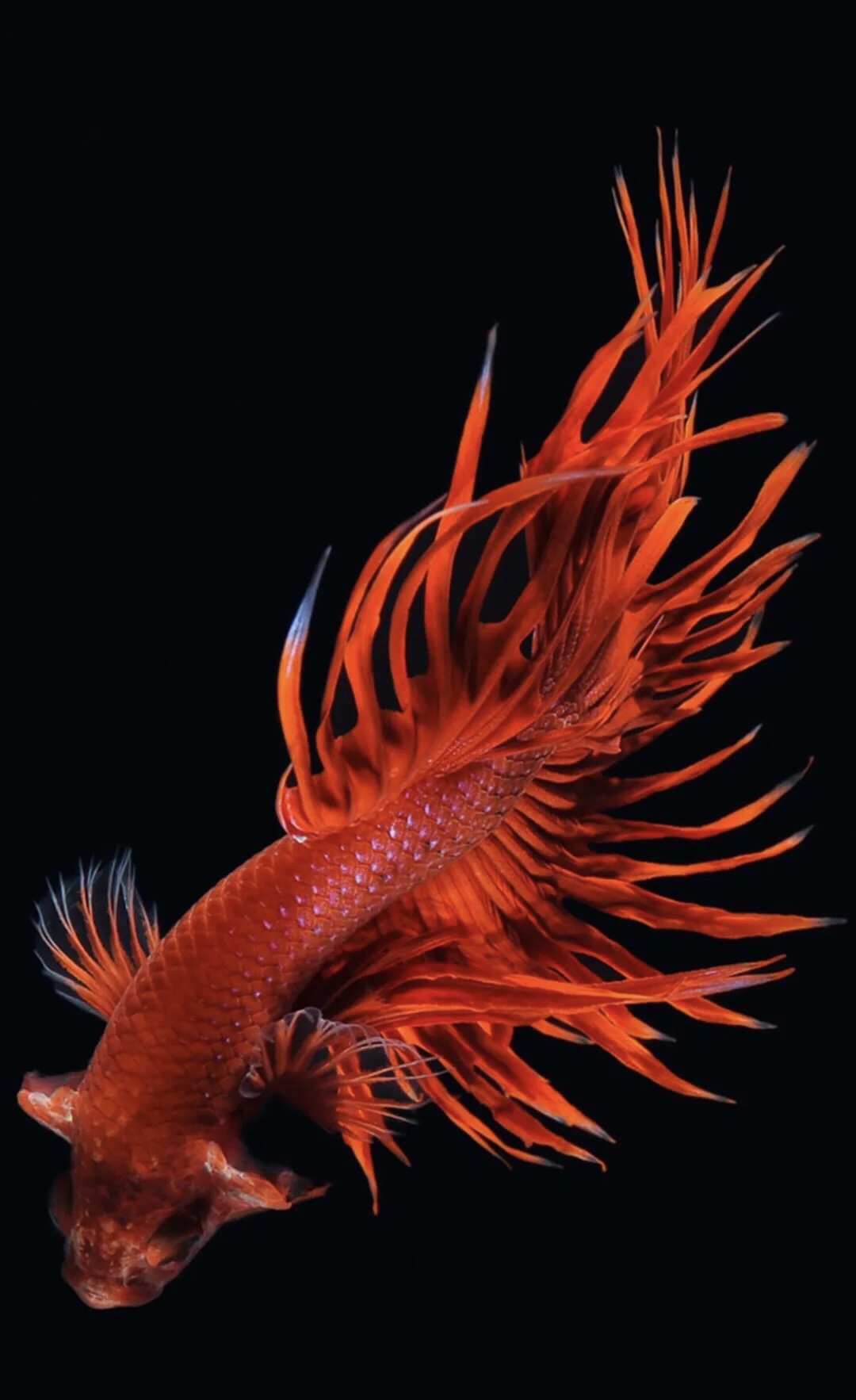 B16（361-384）泰国斗鱼小型热带观赏鱼耐活好养（直播间选鱼）