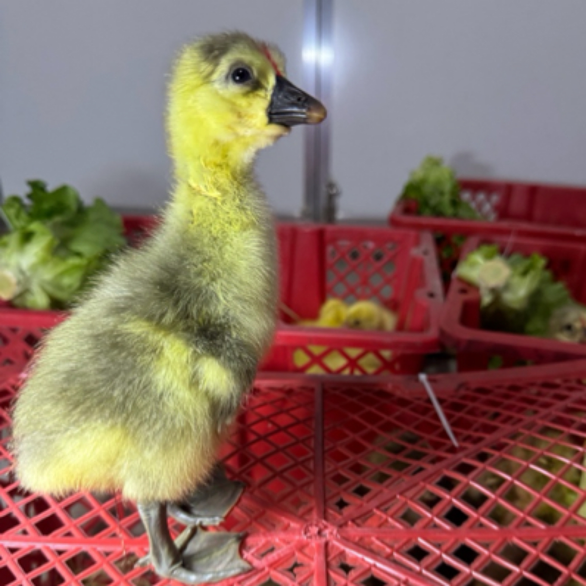 东记家灰色呆萌宠物鸭鹅出壳活体顺丰包邮