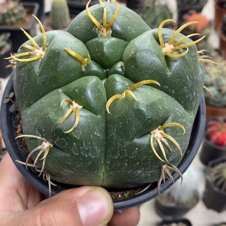 实生大号五棱海王特价