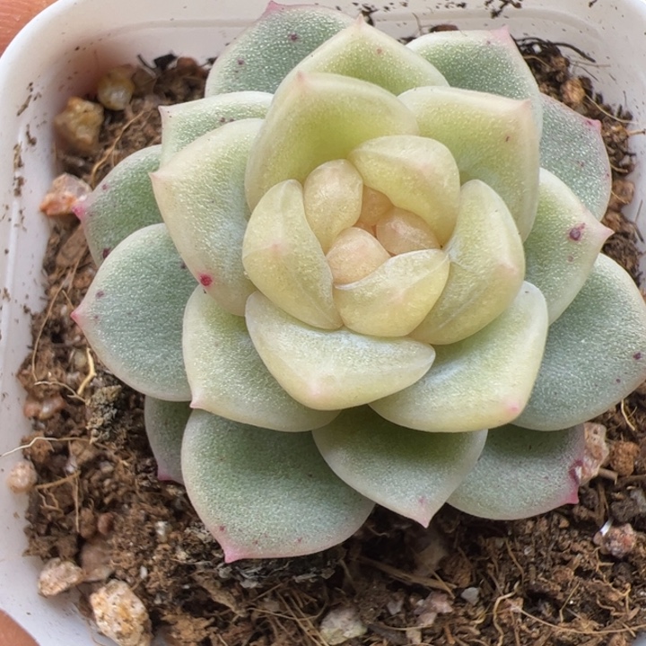 蓝颜，一物一拍，精品糖心