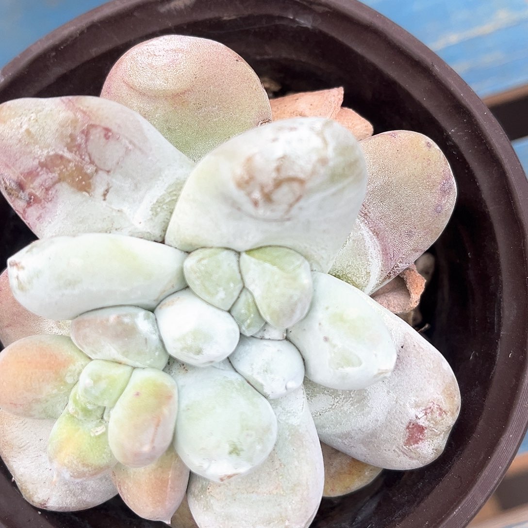 花朵红拇指带盆单头