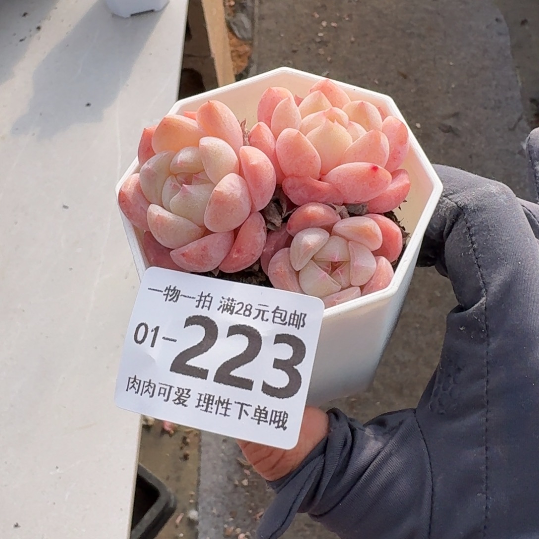 和田玉无盆土发货