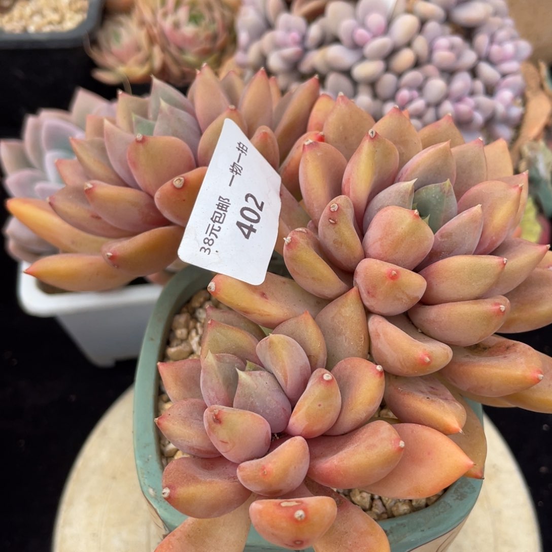 402红象牙三头满38包邮