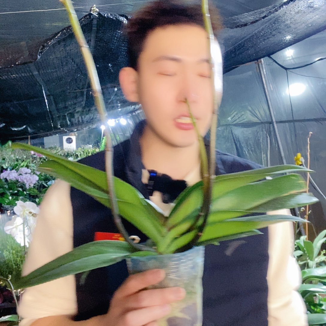 无花朵唯美蝴蝶兰