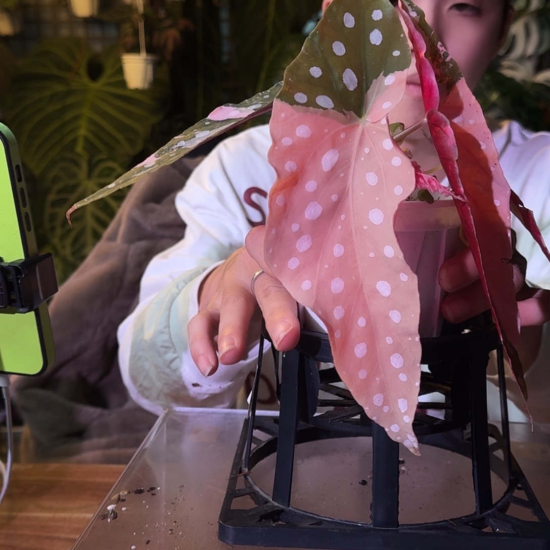 不开花植物G436鳟鱼粉锦