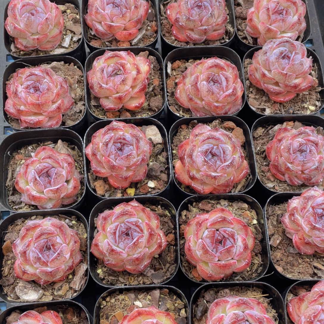 量拍33号全状态丸叶黑橙单头一个