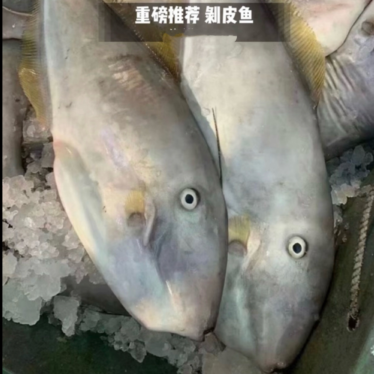 【仙公迪】惠来神泉港大剥皮鱼/仙公迪【不剥皮】顺丰冷链顺丰包邮