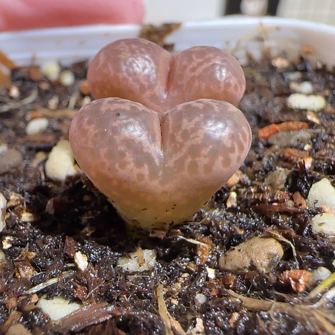 肉锥多肉植物组合-勋章397