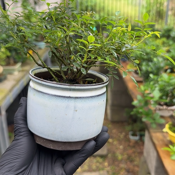 完全开放茶台小品盆景