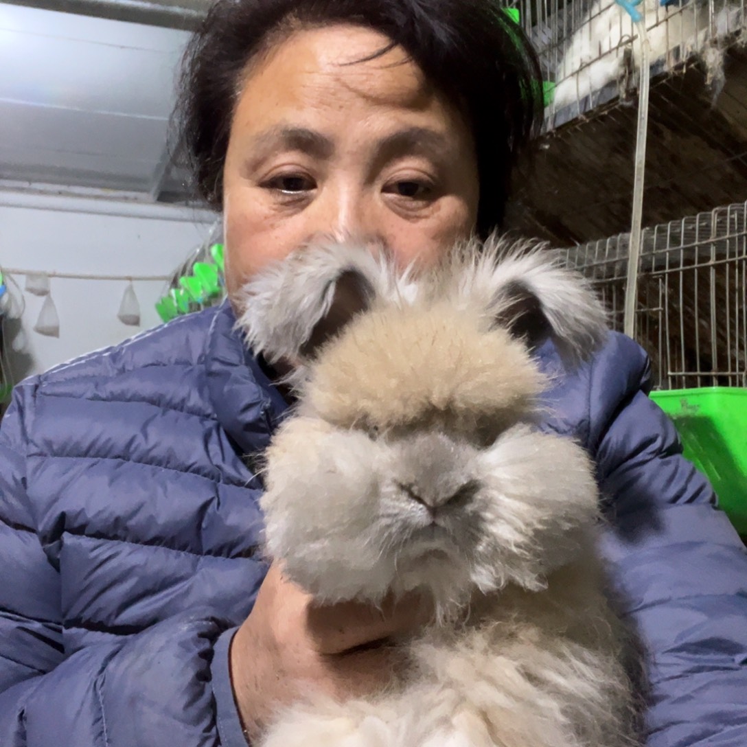 英系安哥拉宠物兔