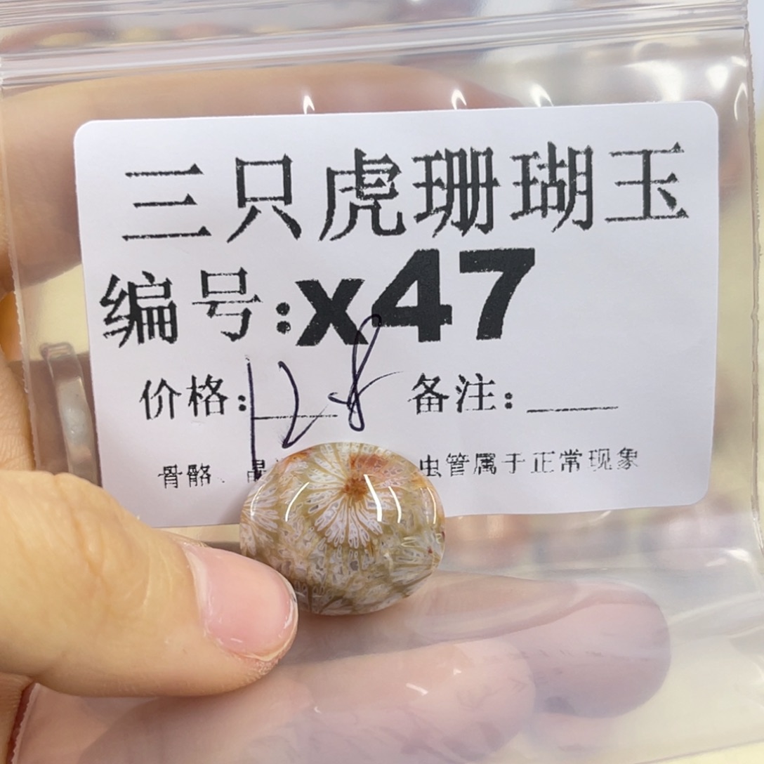 手***7硅化珊瑚（珊瑚玉）未镶嵌h