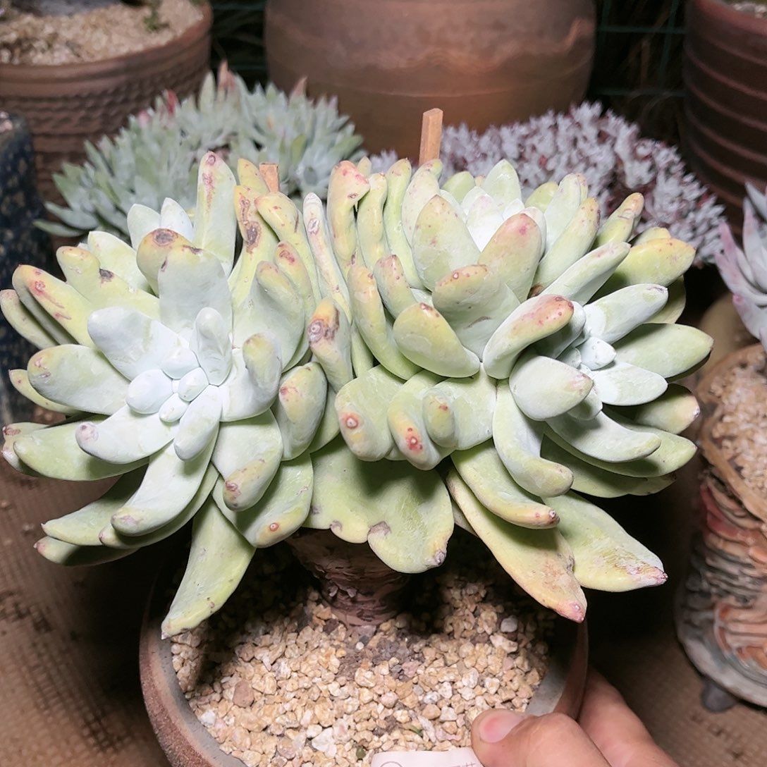 9030拇指仙女杯多肉