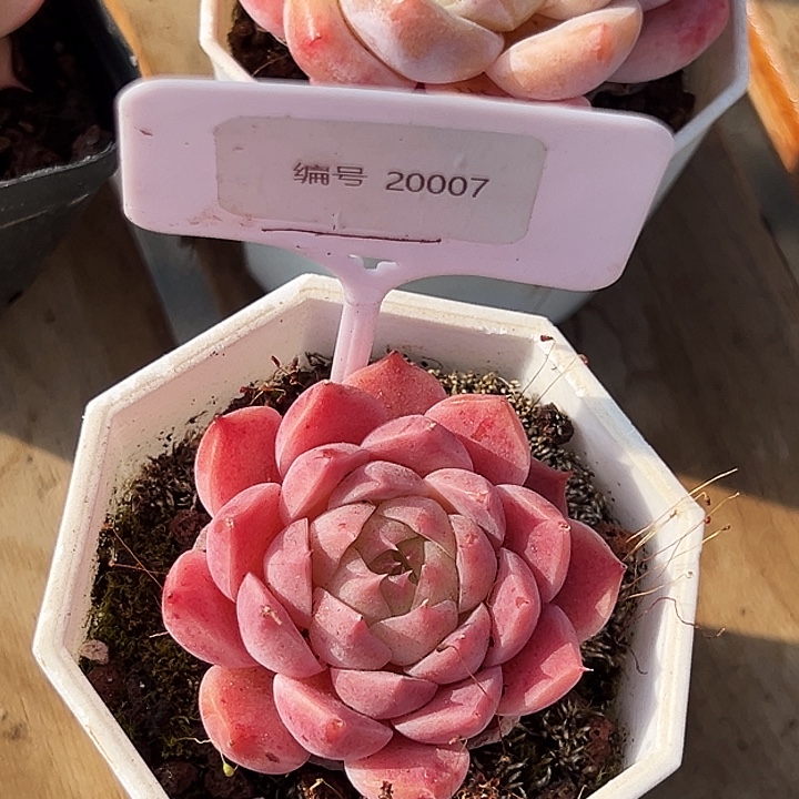 博***軒糖心     20007号