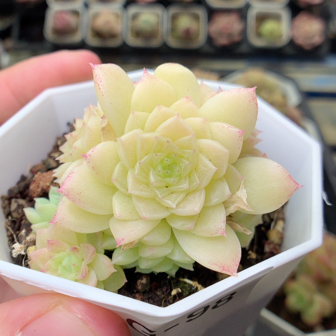 G98 ，20包邮两天凑单偏远不发货