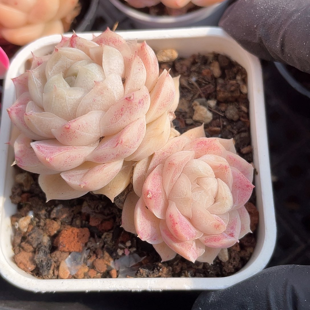 优选77号女王006